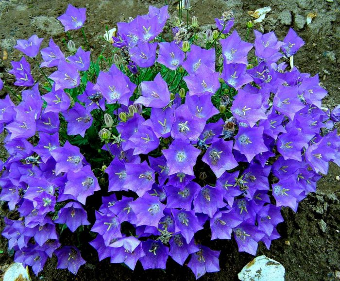 Campanula Carpathiana